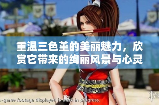 重温三色堇的美丽魅力，欣赏它带来的绚丽风景与心灵触动
